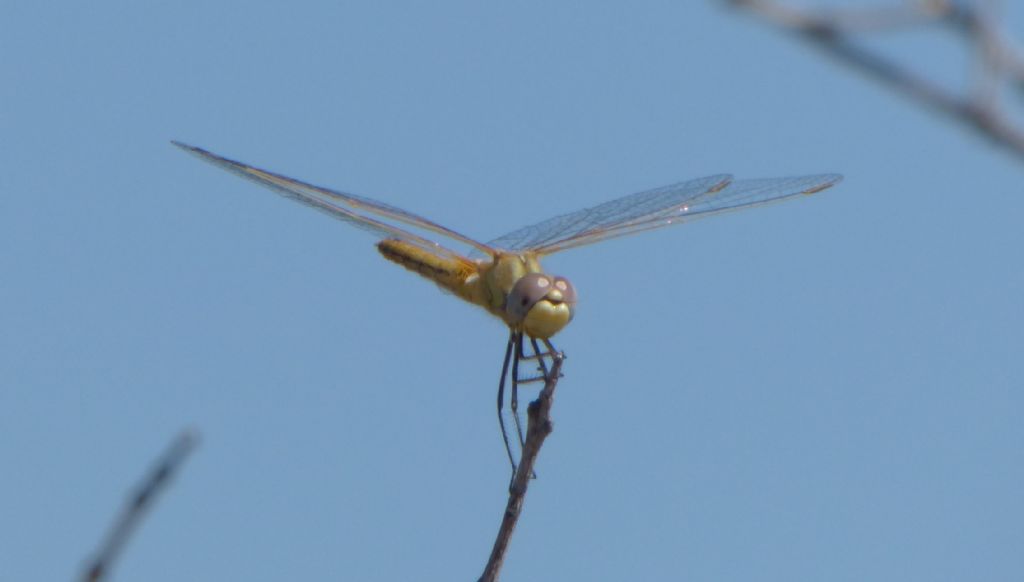 Sympetrum fonscolombii, femmina